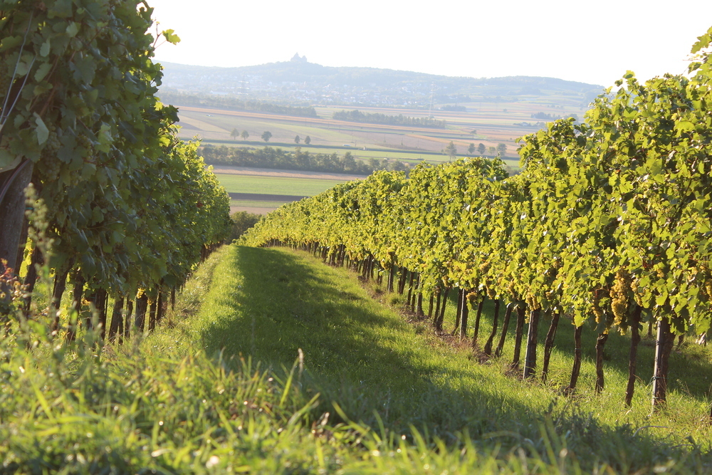 Grüner Veltliner Reserve HUND, Weingut Pfaffl 6x0,75EW (EINWEG)