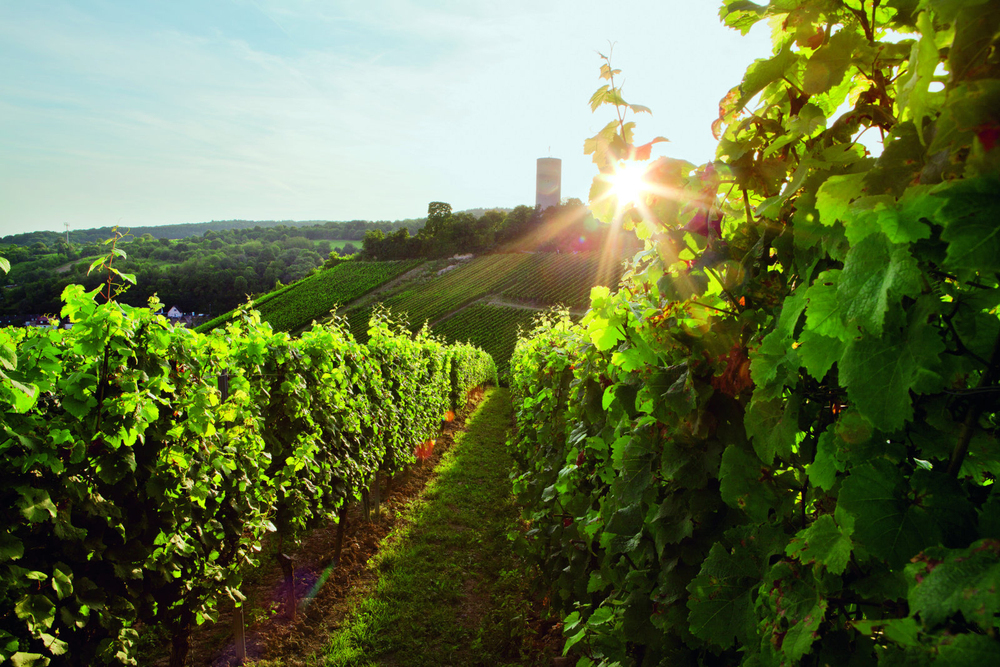 Weil Riesling trocken 6x0,75EW (EINWEG) Weil Riesling trocken 6x0,75EW (EINWEG)